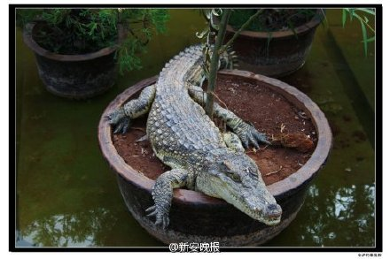 鳄鱼